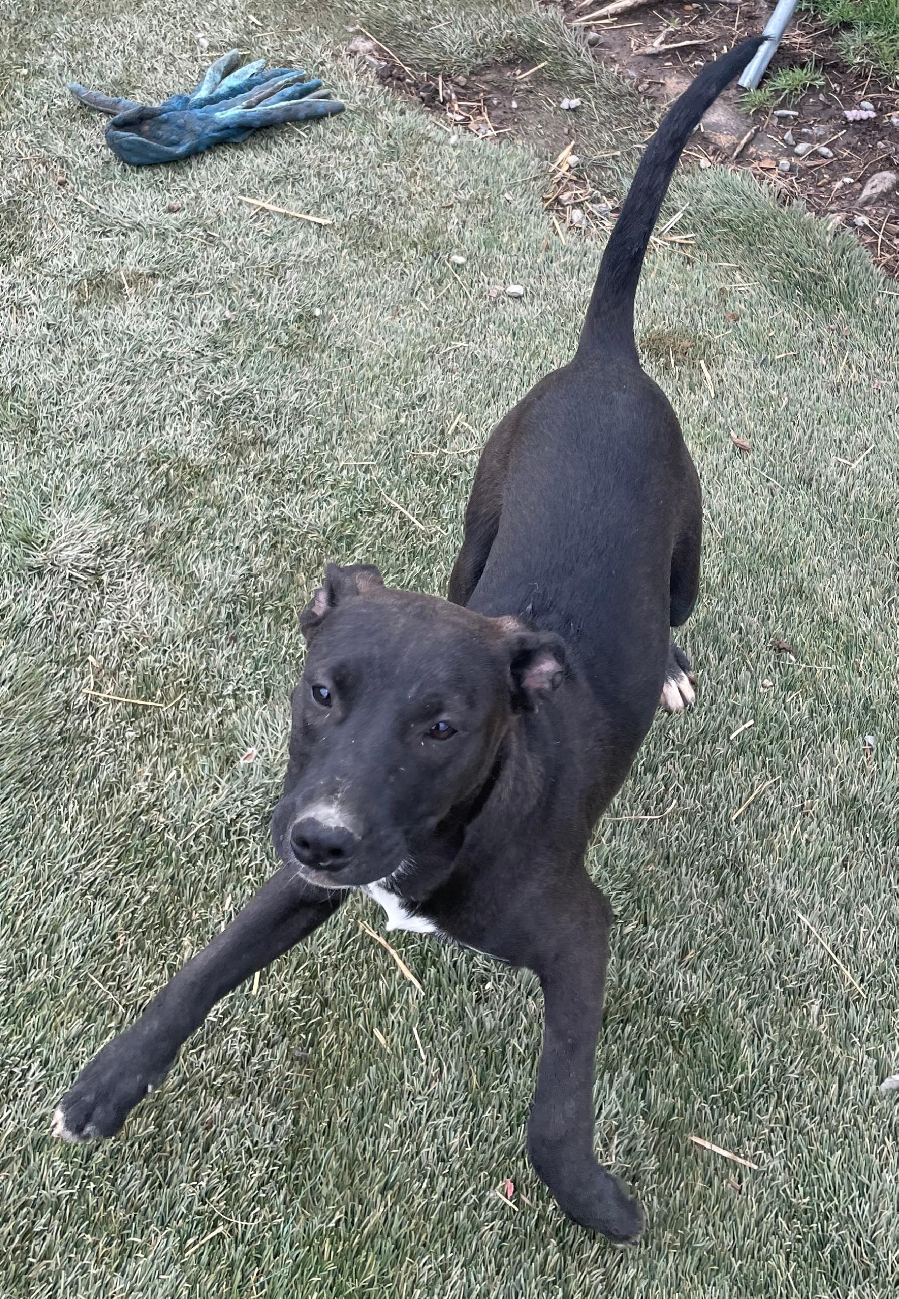 Enlarge Twister, a Adoptable mixed breed in Tracy City , TN image 1/3