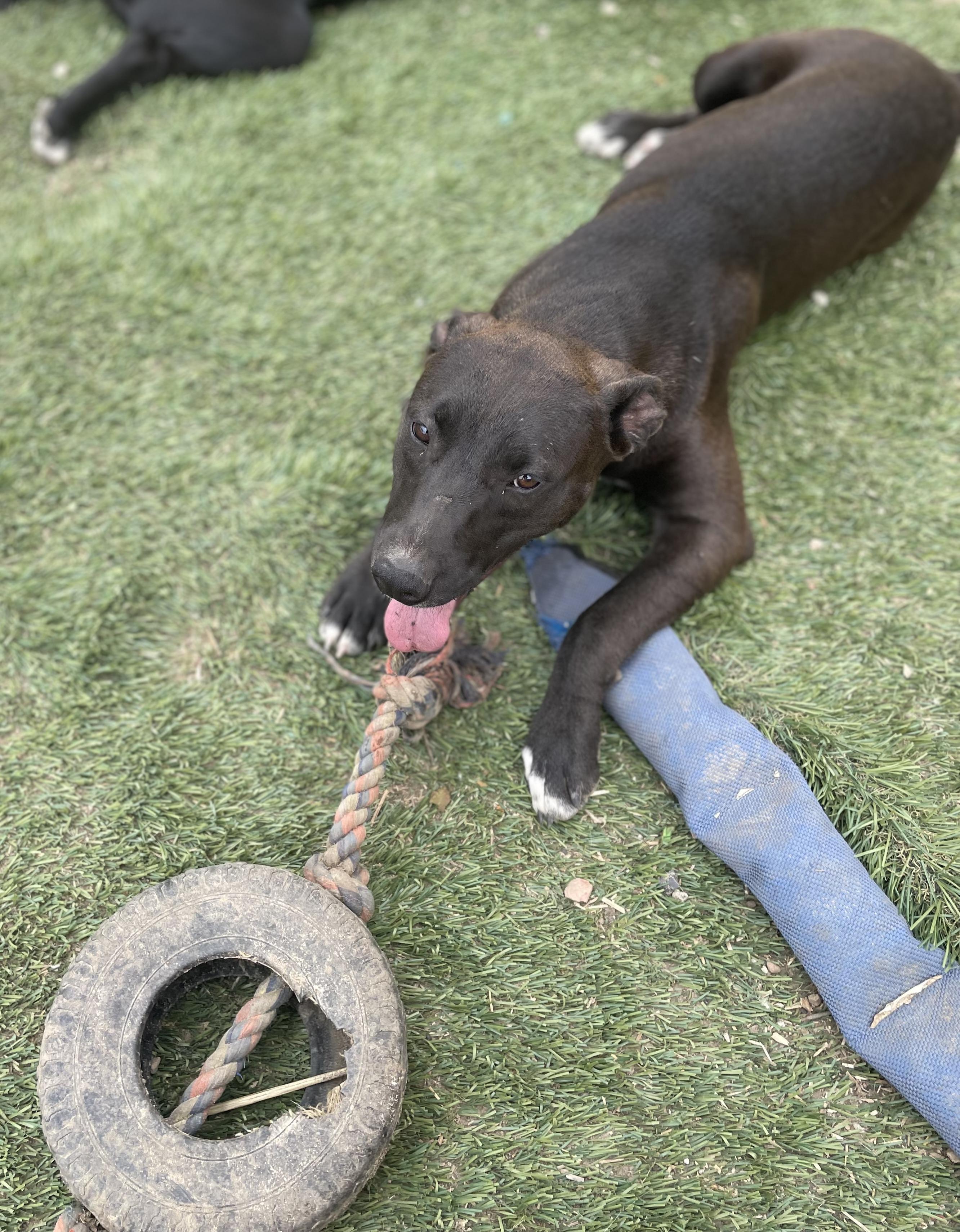 Enlarge Twister, a Adoptable mixed breed in Tracy City , TN image 1/3