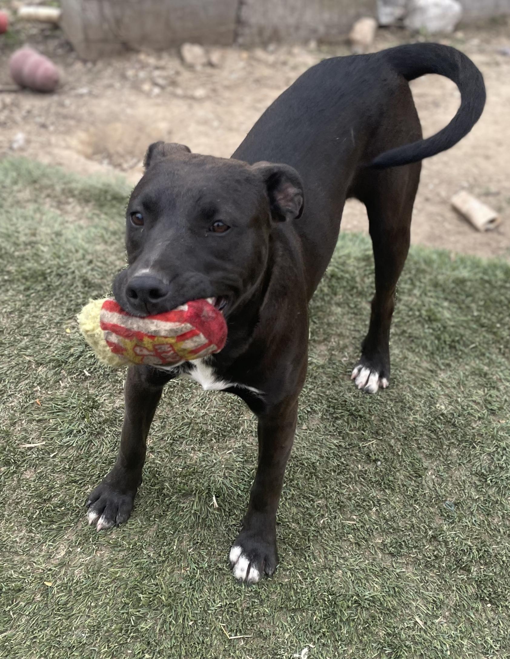 Enlarge Twister, a Adoptable mixed breed in Tracy City , TN image 2/3