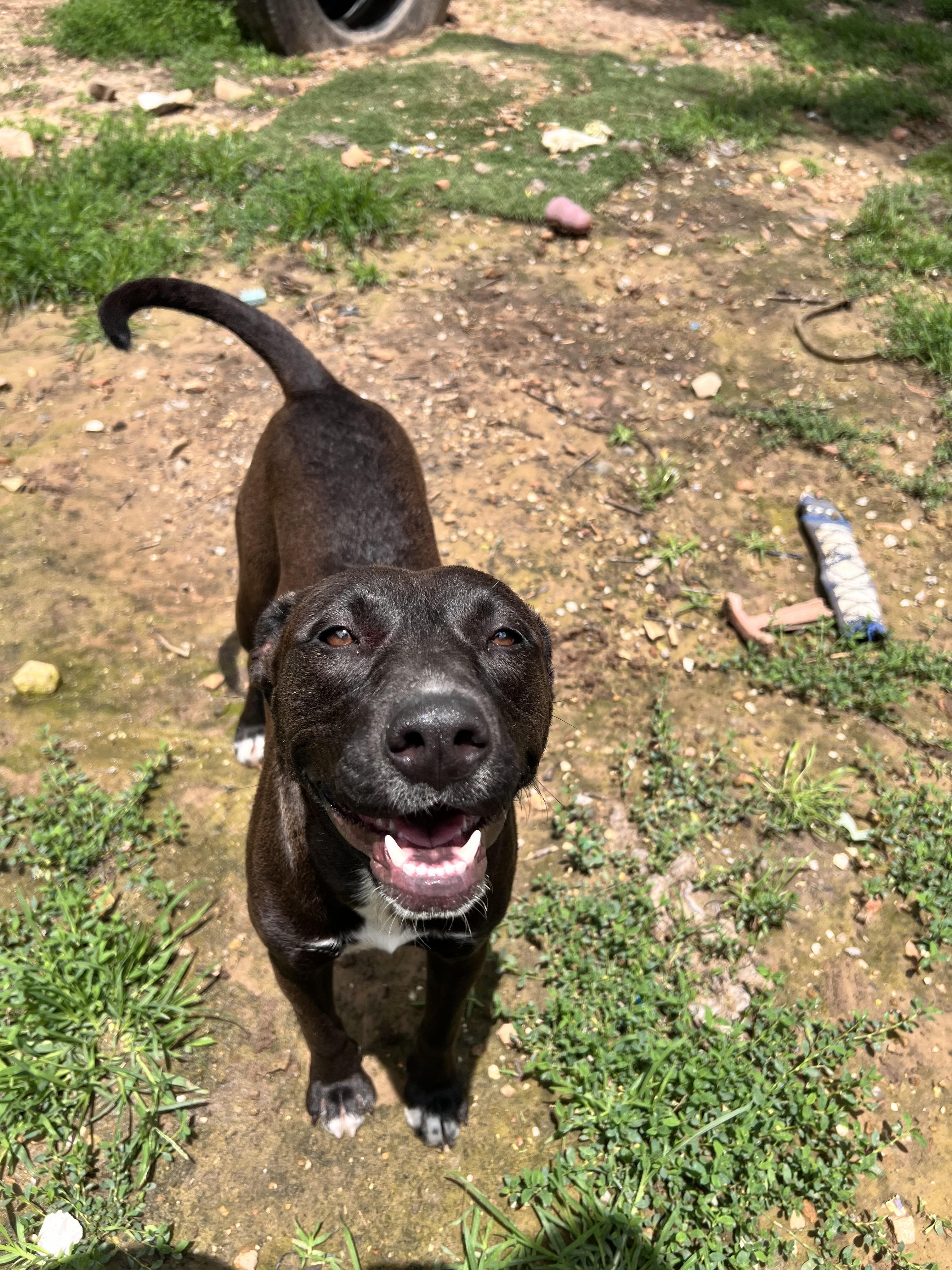 Twister, a Adoptable mixed breed in Tracy City , TN image 3/3