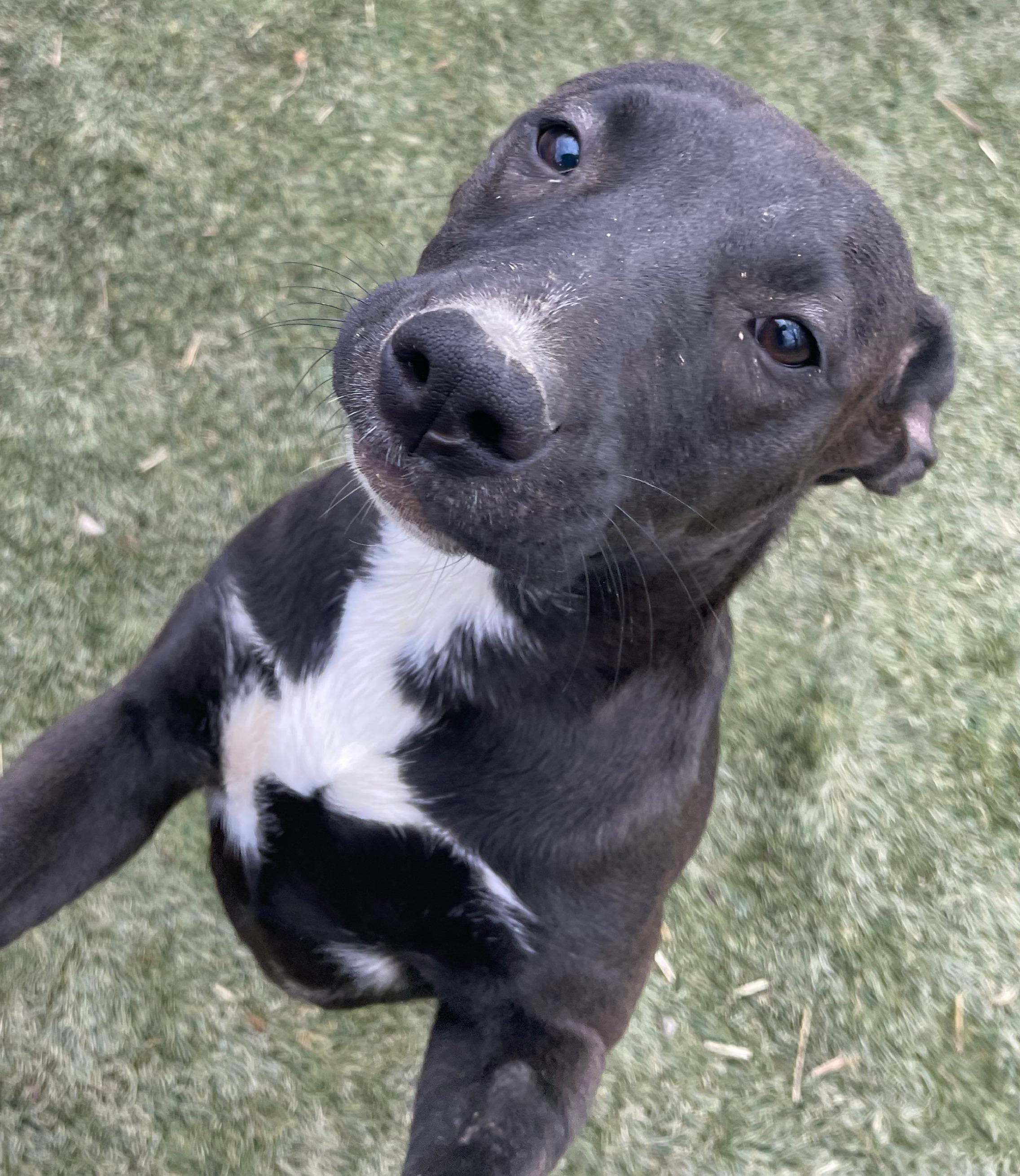 Twister, Adoptable, Young Female American Staffordshire Terrier & Cattle Dog.