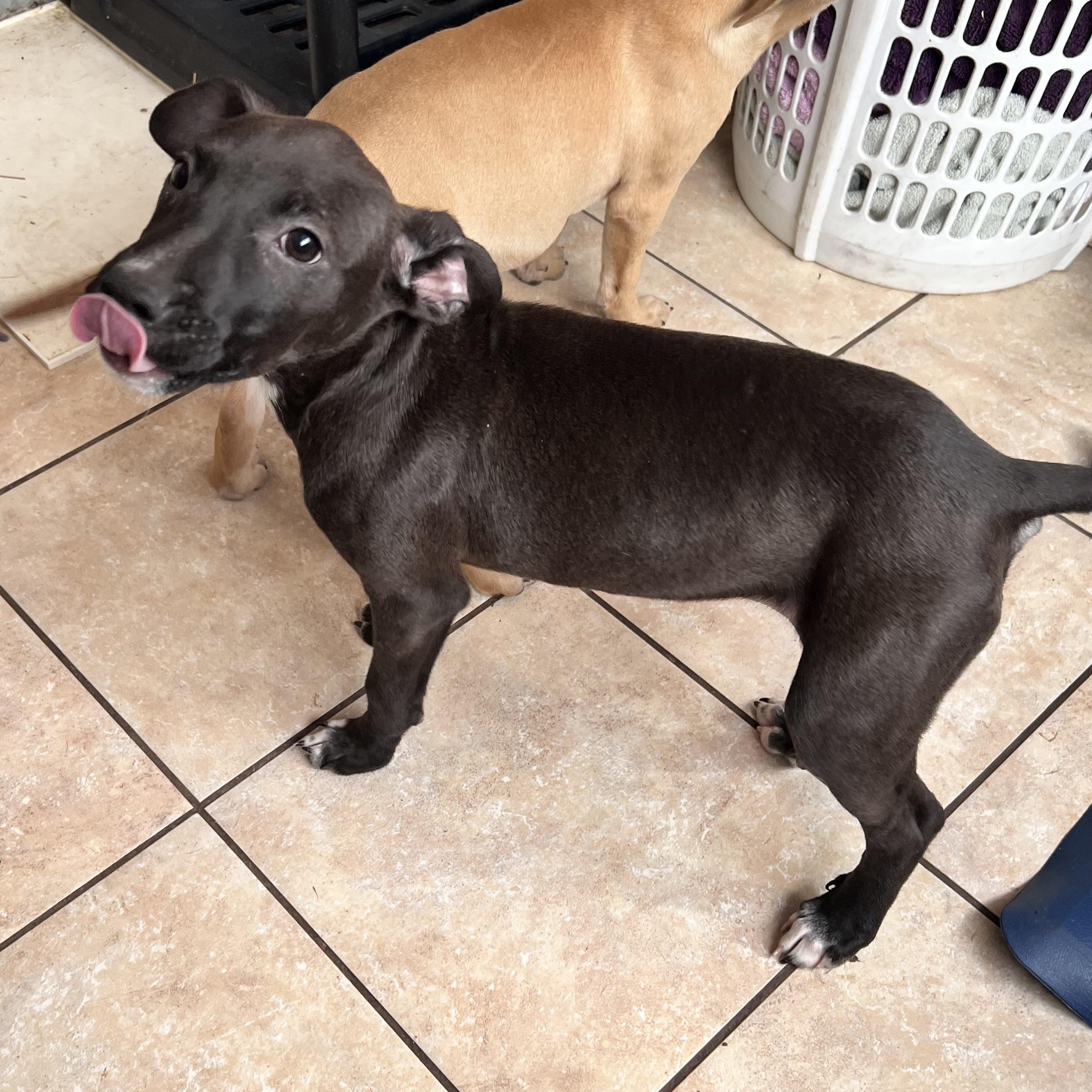 Enlarge Twister, a Adoptable mixed breed in Tracy City , TN image 3/3