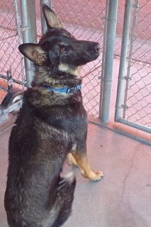 Cash--Smart Boy Who Comes with Vet Care Support for Life!, a Adoptable Belgian Shepherd / Malinois in Green Valley, AZ image 1/4