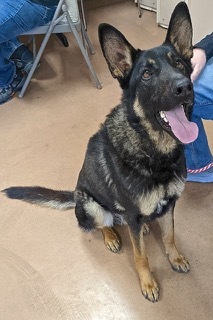 Cash--Smart Boy Who Comes with Vet Care Support for Life!, a Adoptable Belgian Shepherd / Malinois in Green Valley, AZ image 2/4