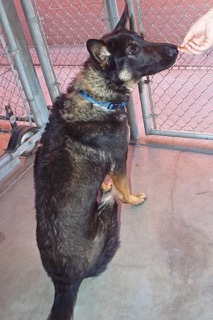 Cash--Smart Boy Who Comes with Vet Care Support for Life!, a Adoptable Belgian Shepherd / Malinois in Green Valley, AZ image 3/4