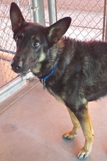 Cash--Smart Boy Who Comes with Vet Care Support for Life!, a Adoptable Belgian Shepherd / Malinois in Green Valley, AZ image 4/4