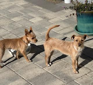 Stella And Bella Norwich thumbnail 6