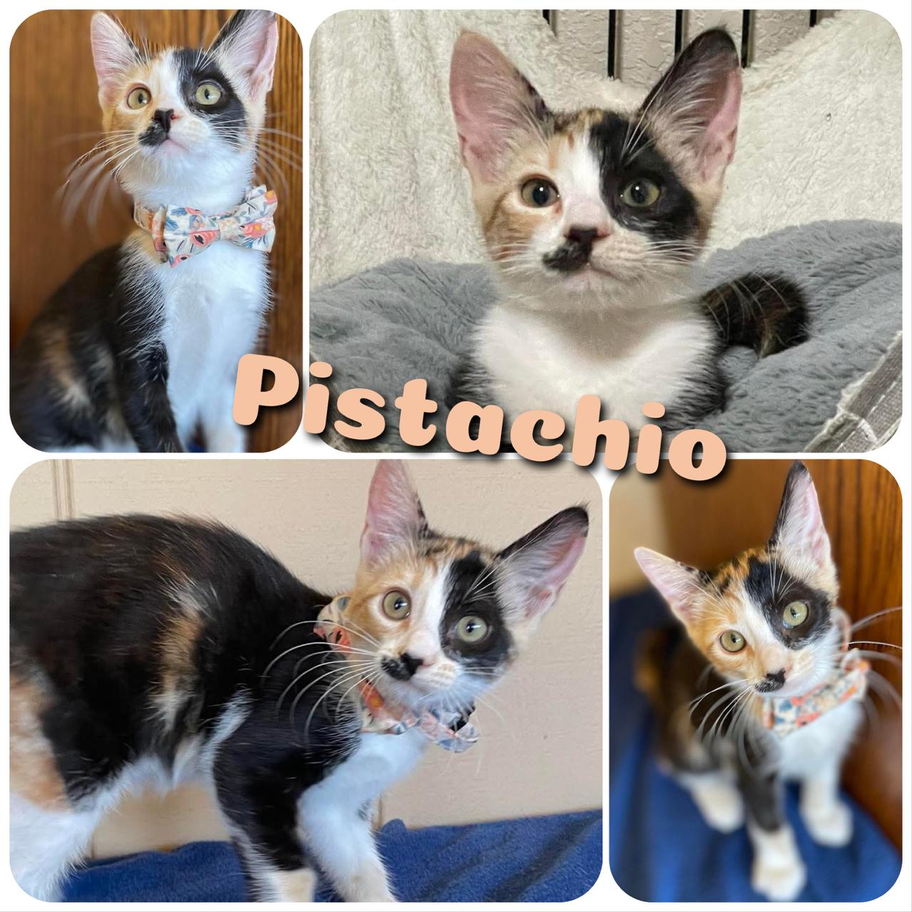 Pistachio