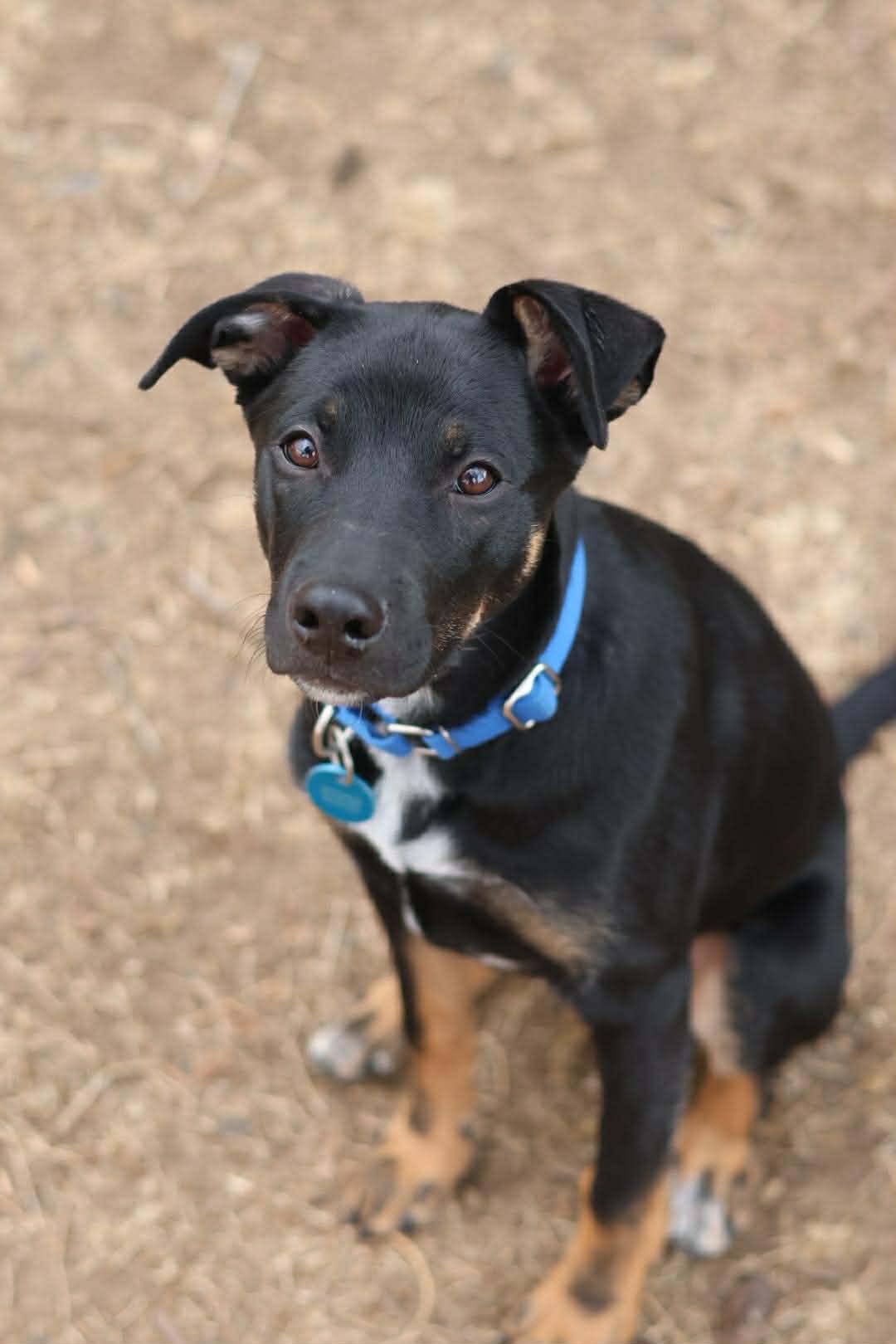 Enlarge Chandler, a Adoptable mixed breed in Sioux Falls, SD image 3/6