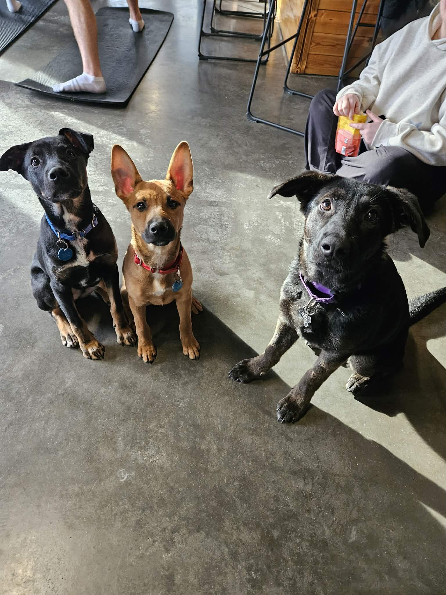 Chandler — thumbnail 3