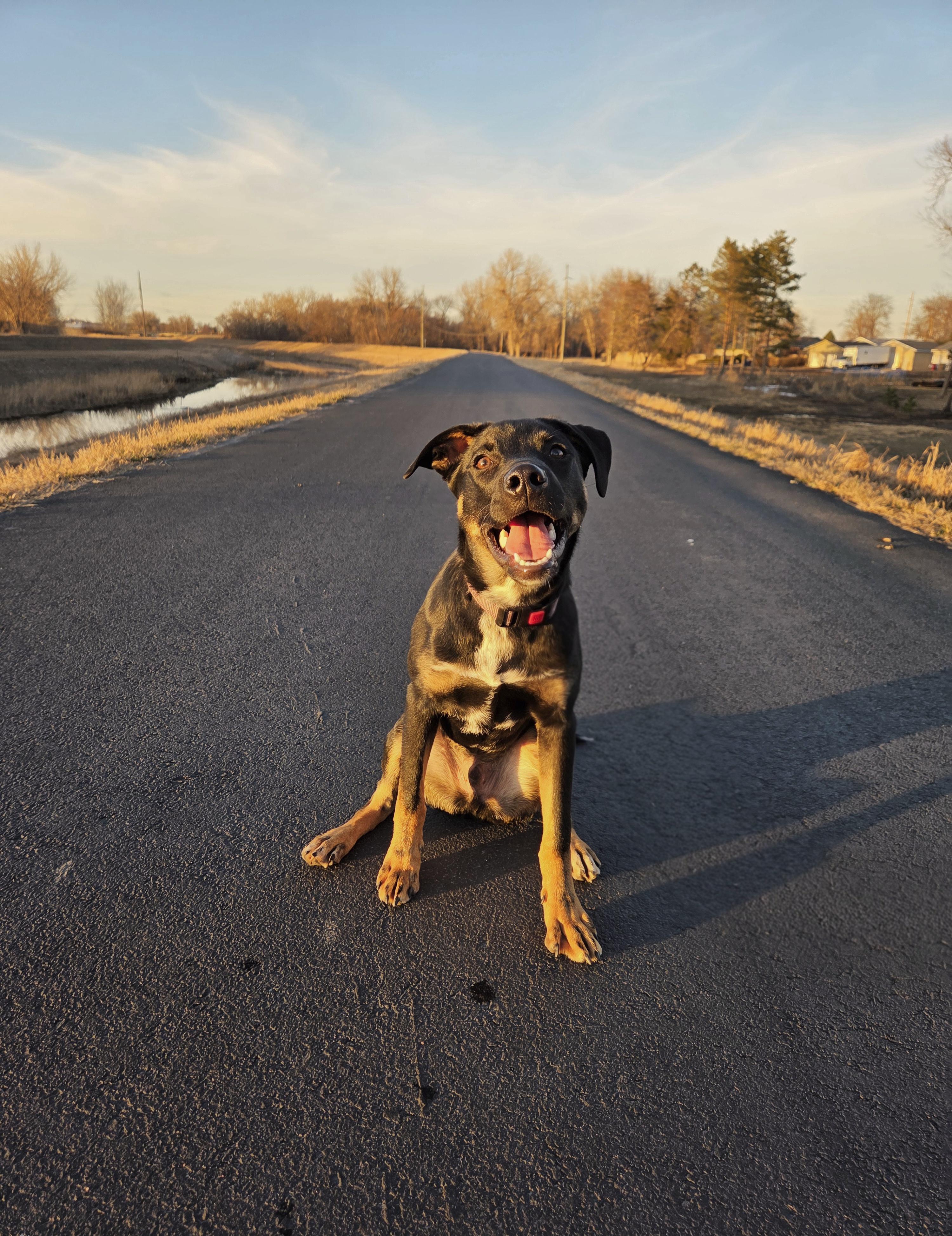 Enlarge Chandler, a Adoptable mixed breed in Sioux Falls, SD image 1/6