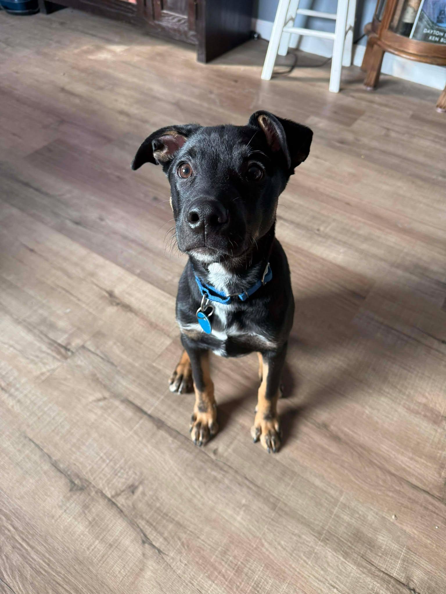 Enlarge Chandler, a Adoptable mixed breed in Sioux Falls, SD image 4/6