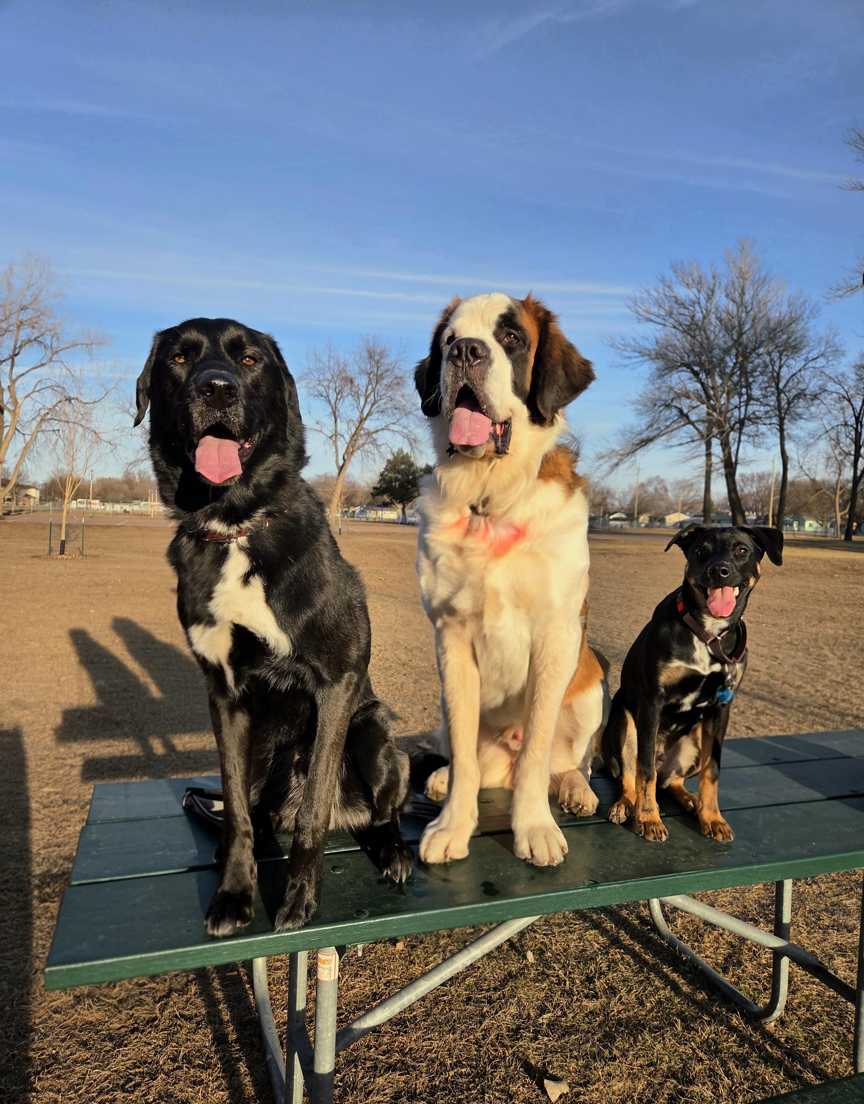 Enlarge Chandler, a Adoptable mixed breed in Sioux Falls, SD image 2/6