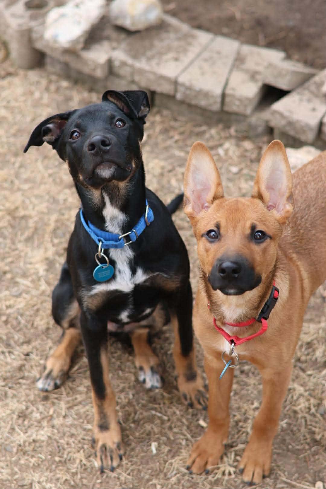 Enlarge Chandler, a Adoptable mixed breed in Sioux Falls, SD image 6/6