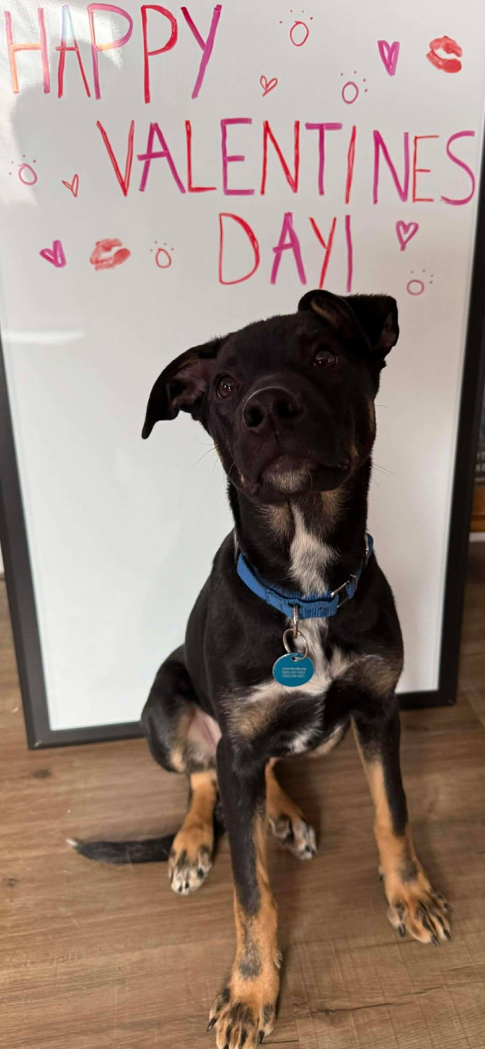 Enlarge Chandler, a Adoptable mixed breed in Sioux Falls, SD image 5/6