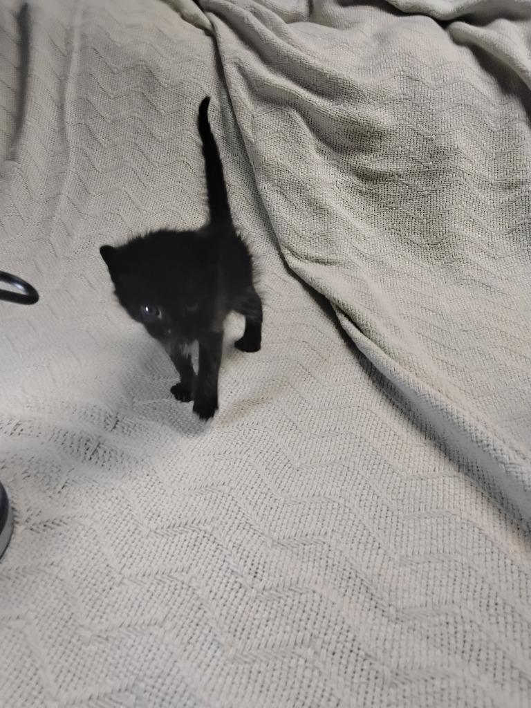 Enlarge Chongbin, a Adoptable mixed breed in Ada, OK image 2/2