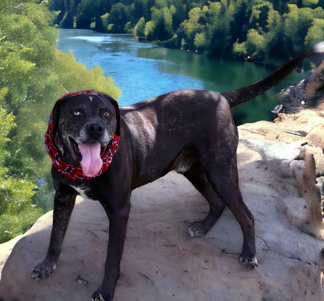 Enlarge Kyzer, a Adoptable Labrador Retriever in Guntersville, AL image 14/18