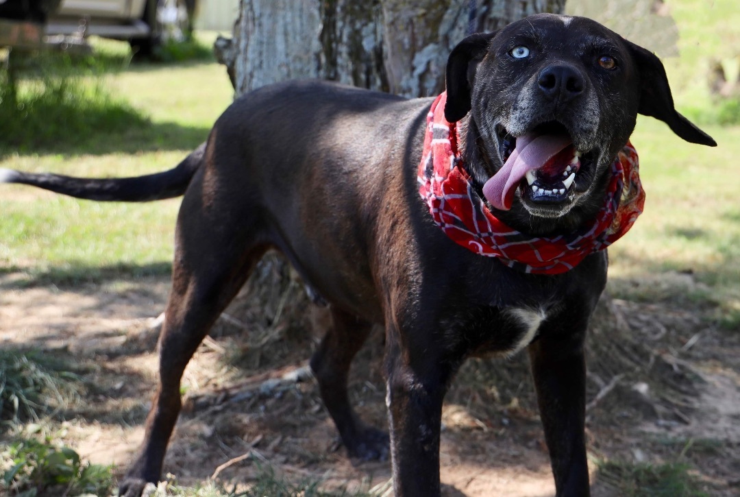Enlarge Kyzer, a Adoptable Labrador Retriever in Guntersville, AL image 15/18