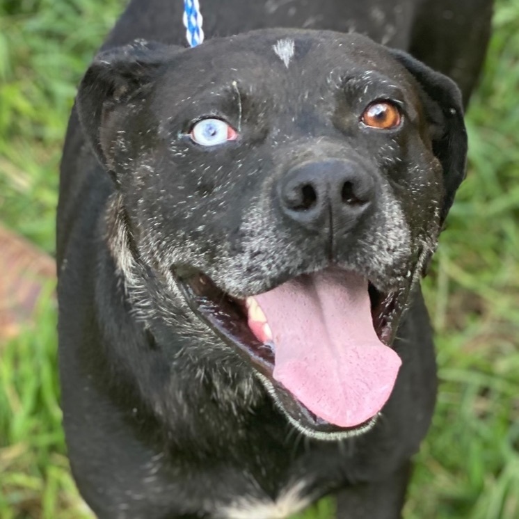 Enlarge Kyzer, a Adoptable Labrador Retriever in Guntersville, AL image 1/18
