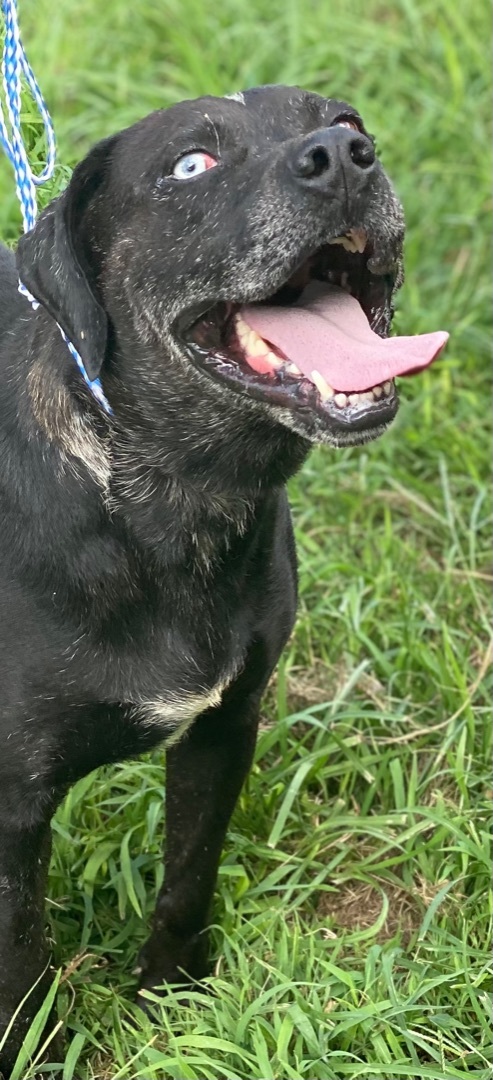 Enlarge Kyzer, a Adoptable Labrador Retriever in Guntersville, AL image 16/18