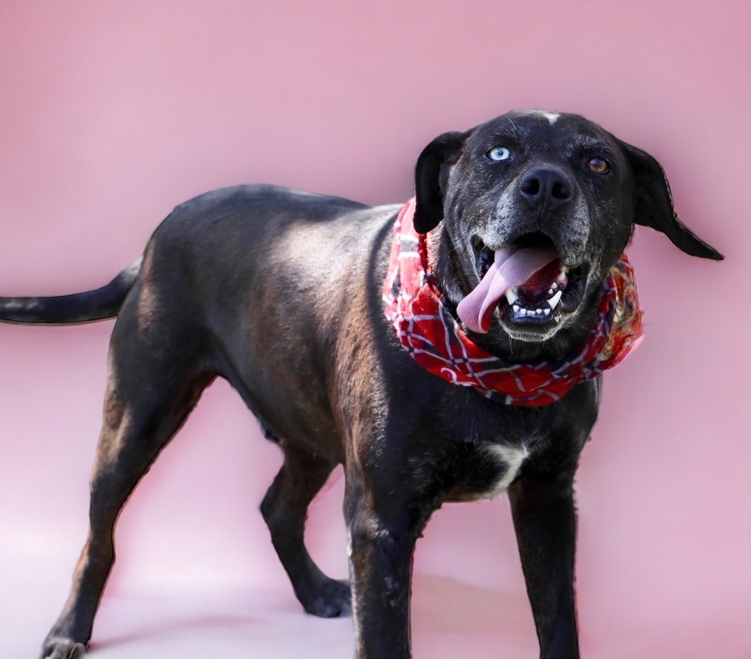 Enlarge Kyzer, a Adoptable Labrador Retriever in Guntersville, AL image 17/18
