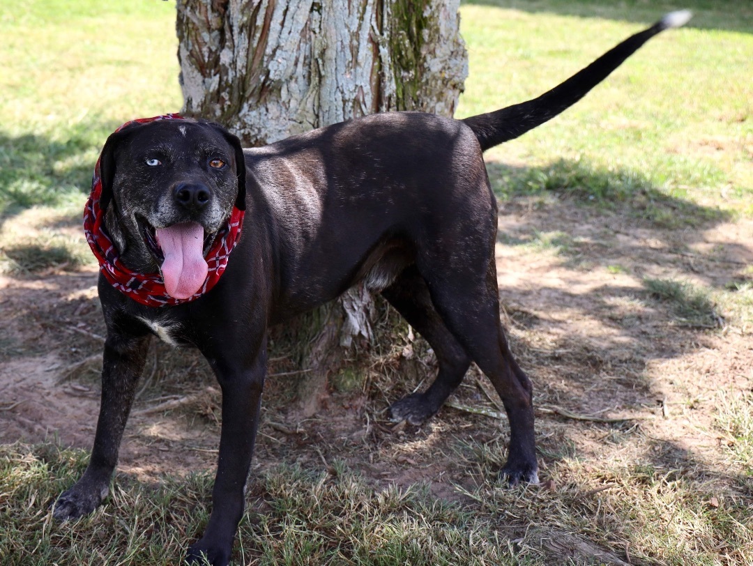 Enlarge Kyzer, a Adoptable Labrador Retriever in Guntersville, AL image 18/18
