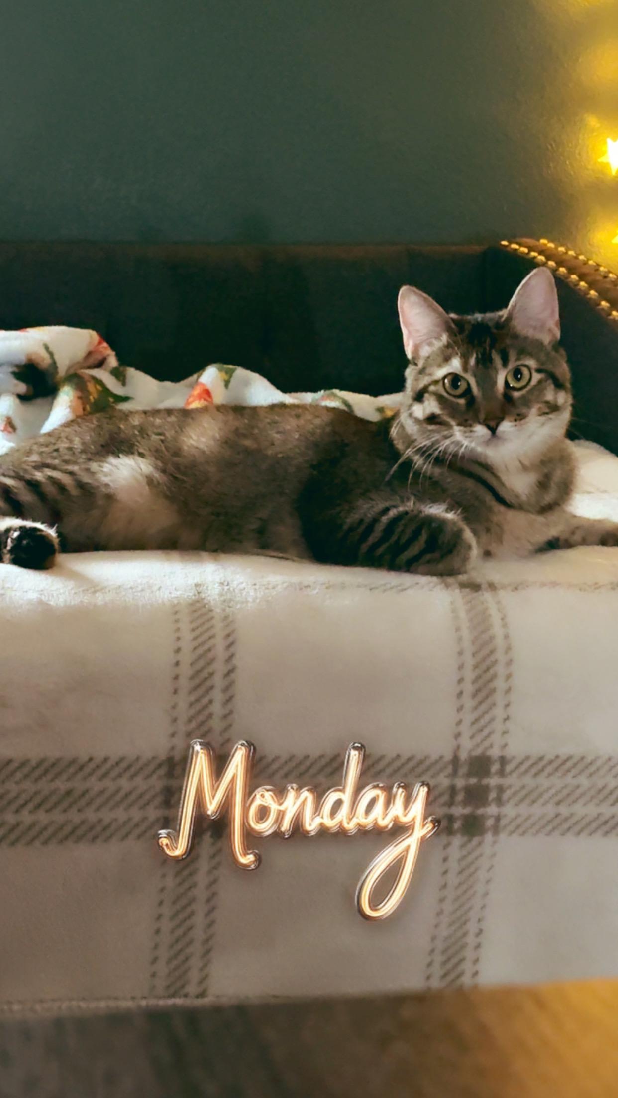 Bambi, a Adoptable American Shorthair in Forney, TX image 2/3
