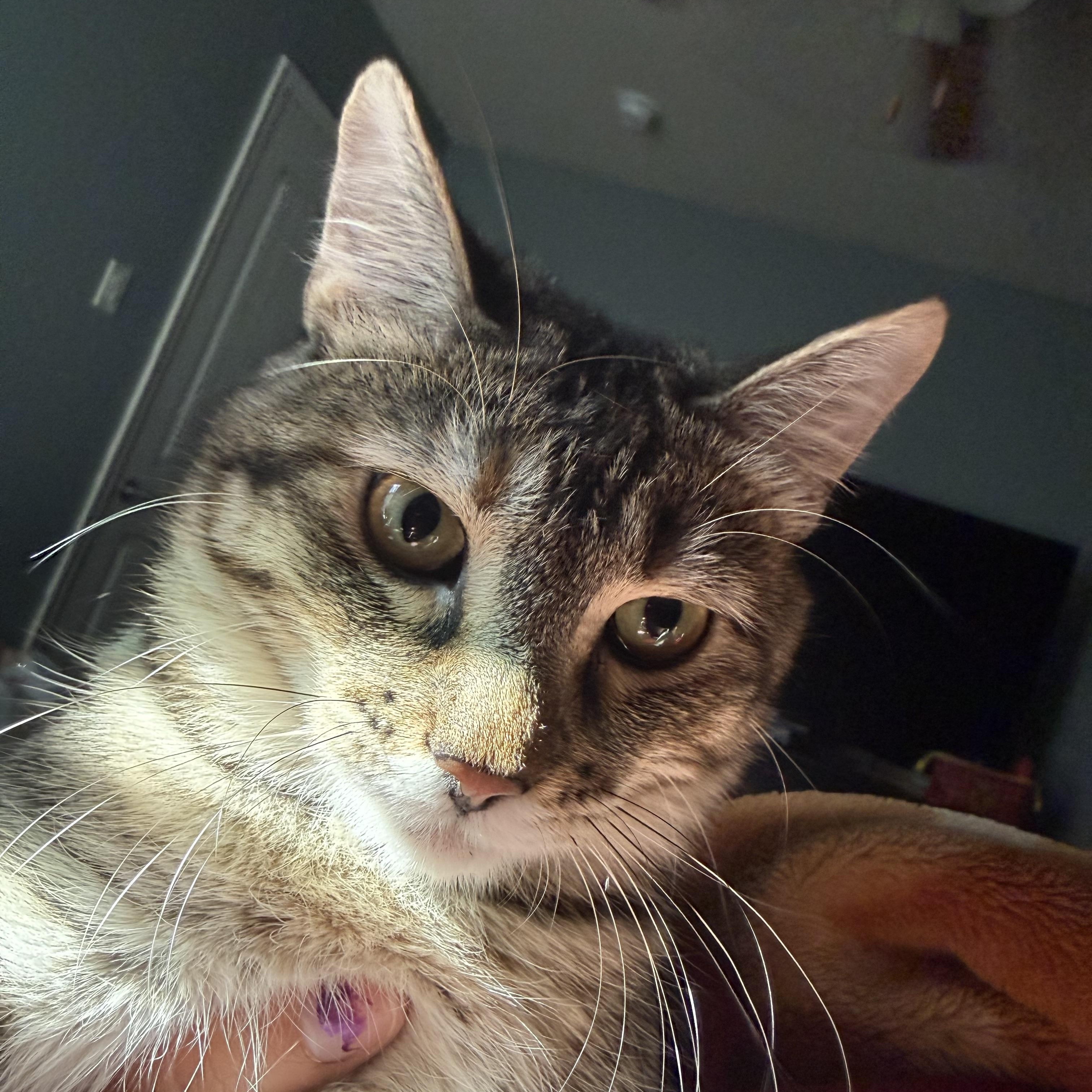 Enlarge Bambi, a Adoptable American Shorthair in Forney, TX image 1/5