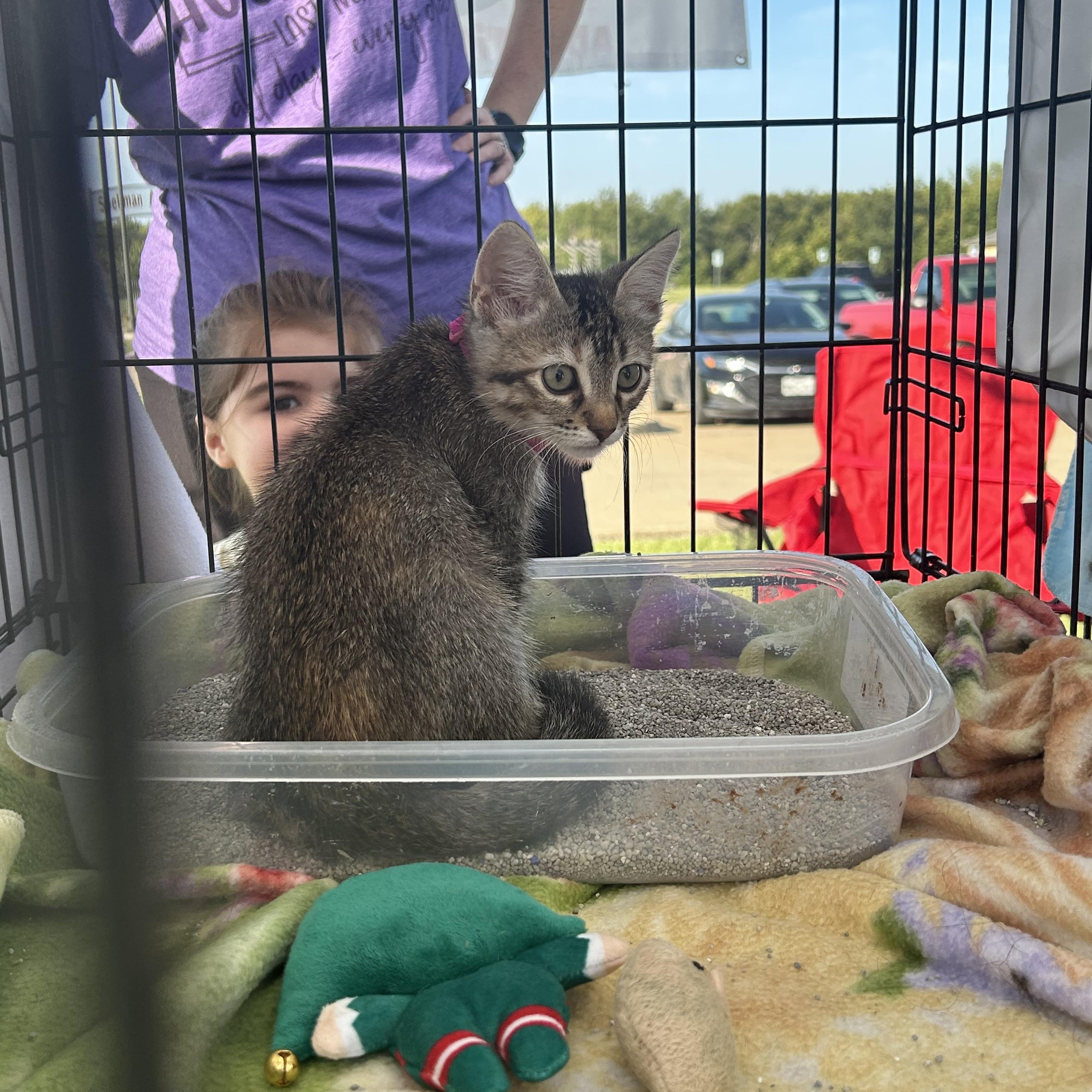 Bambi, a Adoptable American Shorthair in Forney, TX image 3/4