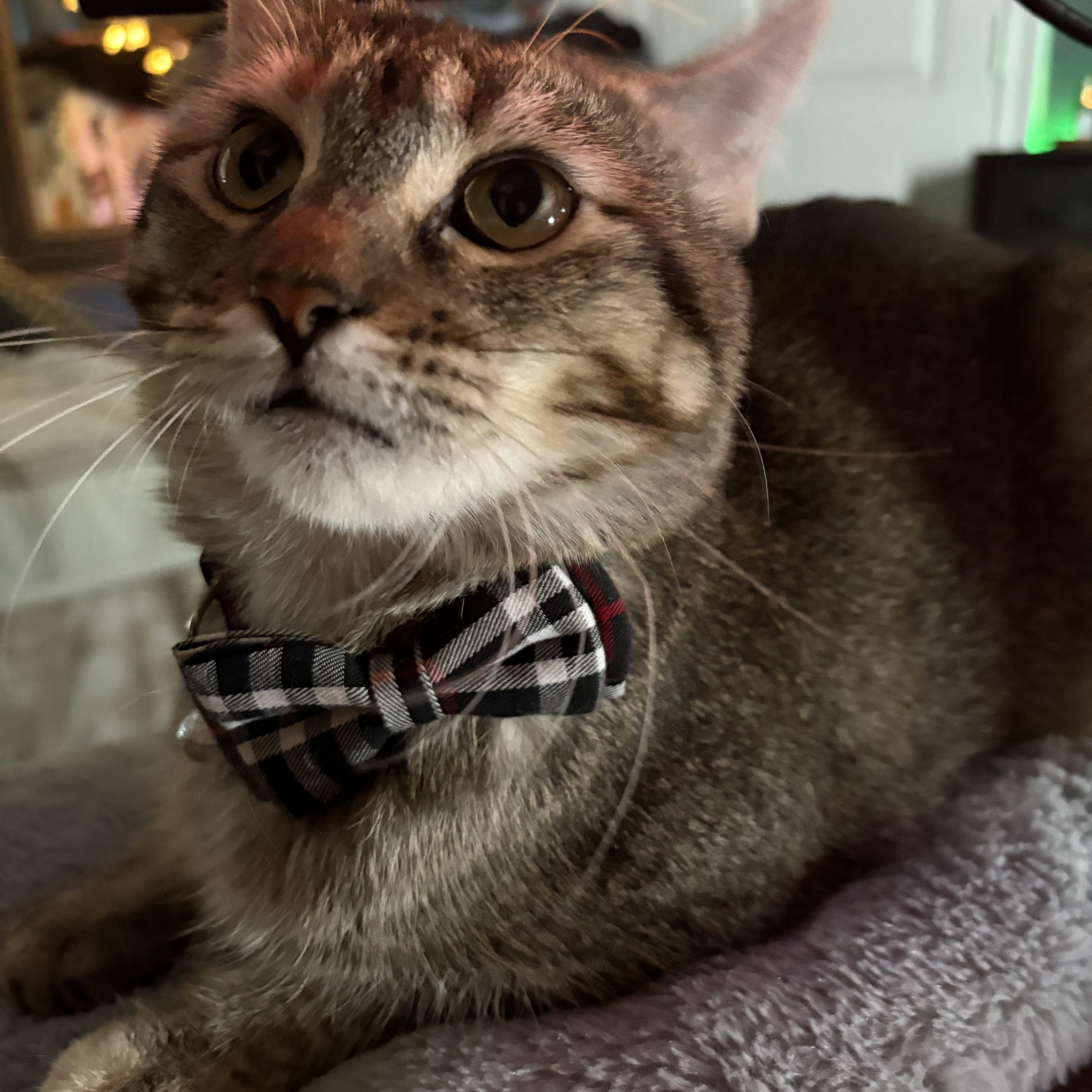 Bambi, Adoptable, Young Female American Shorthair.