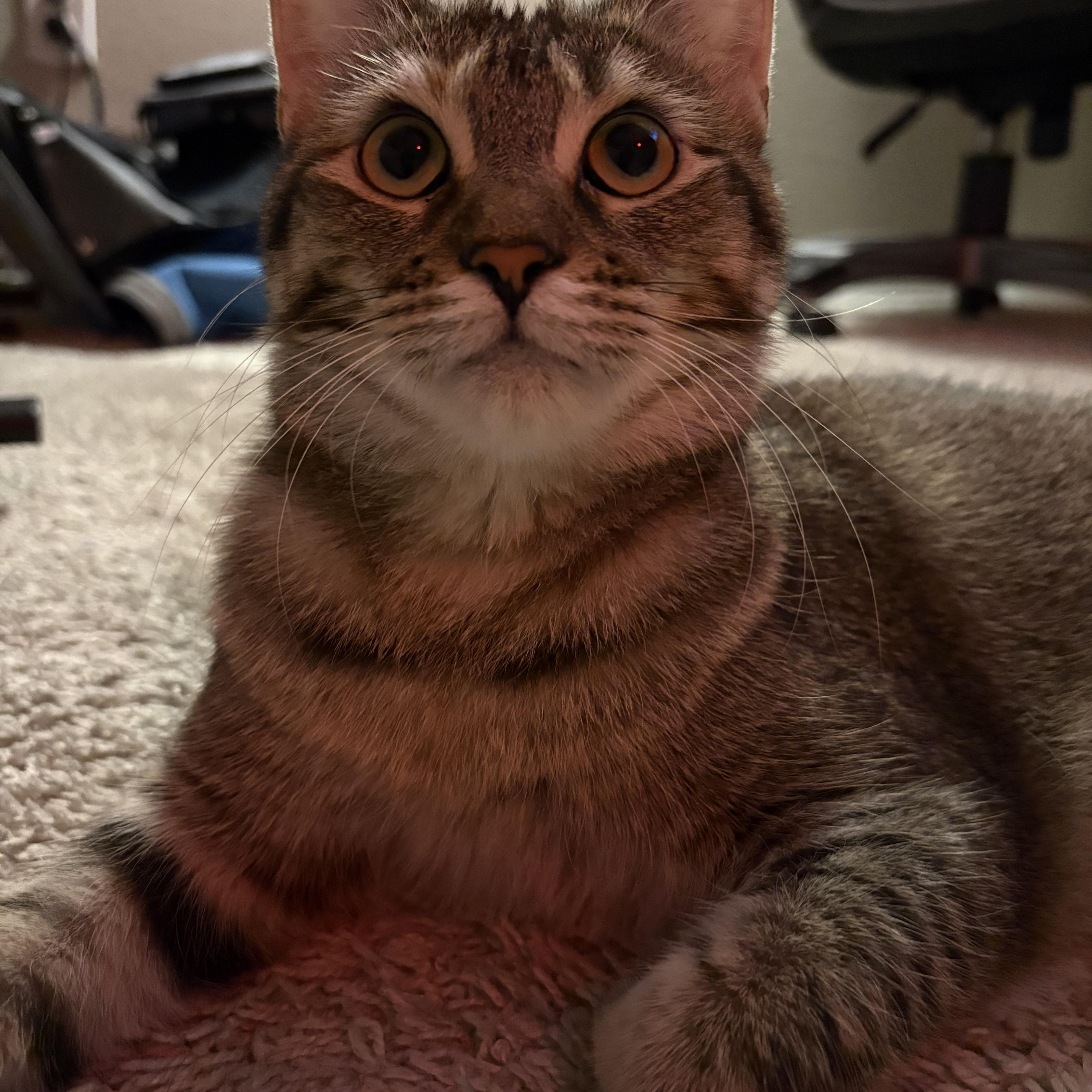 Bambi, a Adoptable American Shorthair in Forney, TX image 3/3