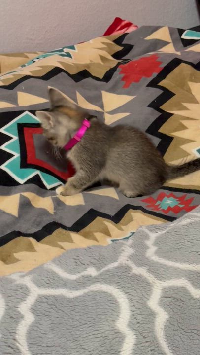 Enlarge Bambi, a Adoptable American Shorthair in Forney, TX video 4/4