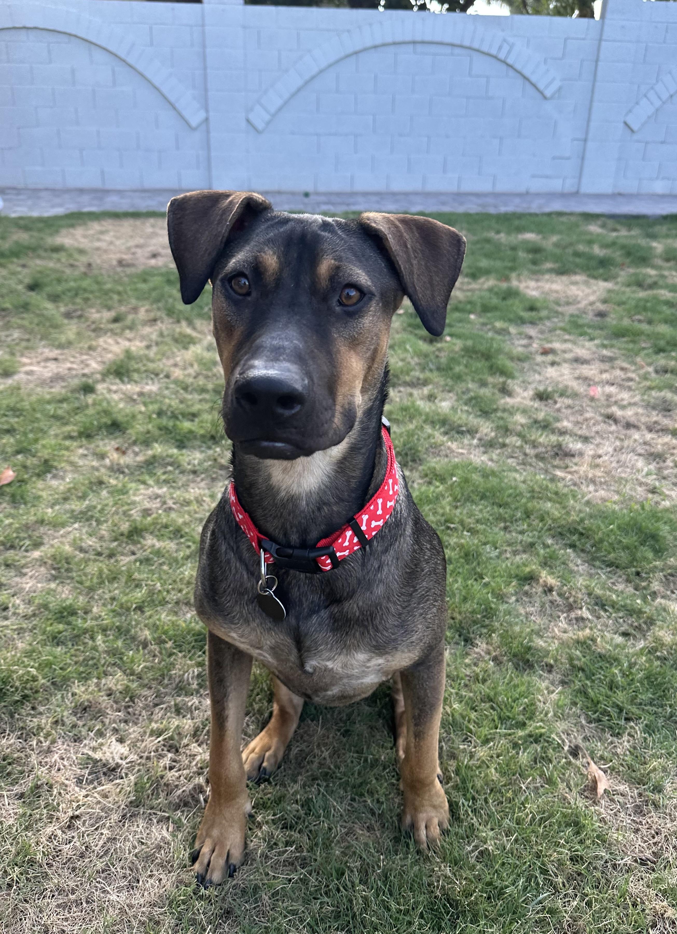 REMY – 10 MONTH AUSTRALIAN PINSCHER MALE@PETCO, 5011 E. RAY ROAD, PHX 85044 ON FRI & SAT, JULY 4 & 5