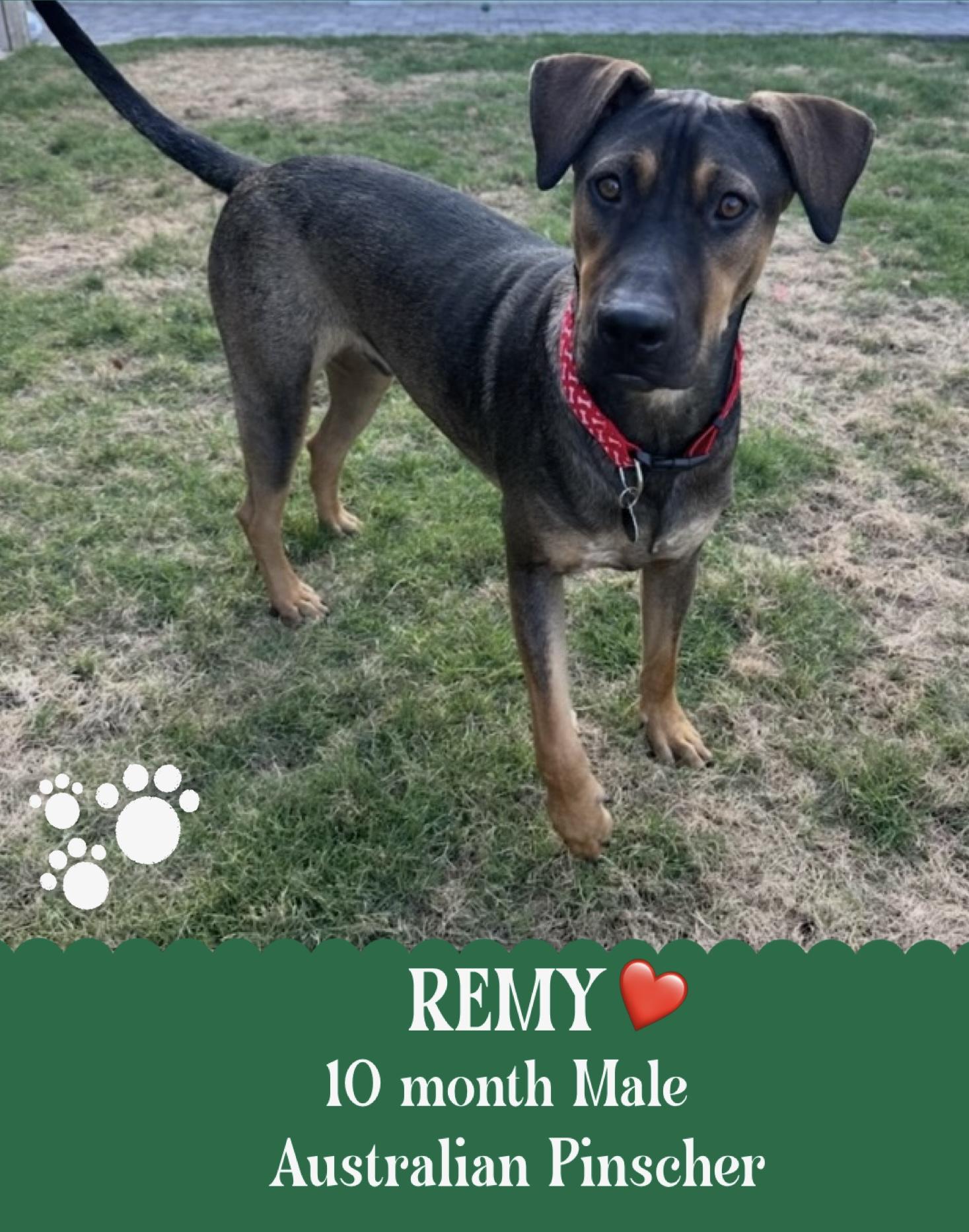REMY – 10 MONTH AUSTRALIAN PINSCHER MALE@PETCO, 5011 E. RAY ROAD, PHX 85044 ON FRI & SAT, JULY 4 & 5
