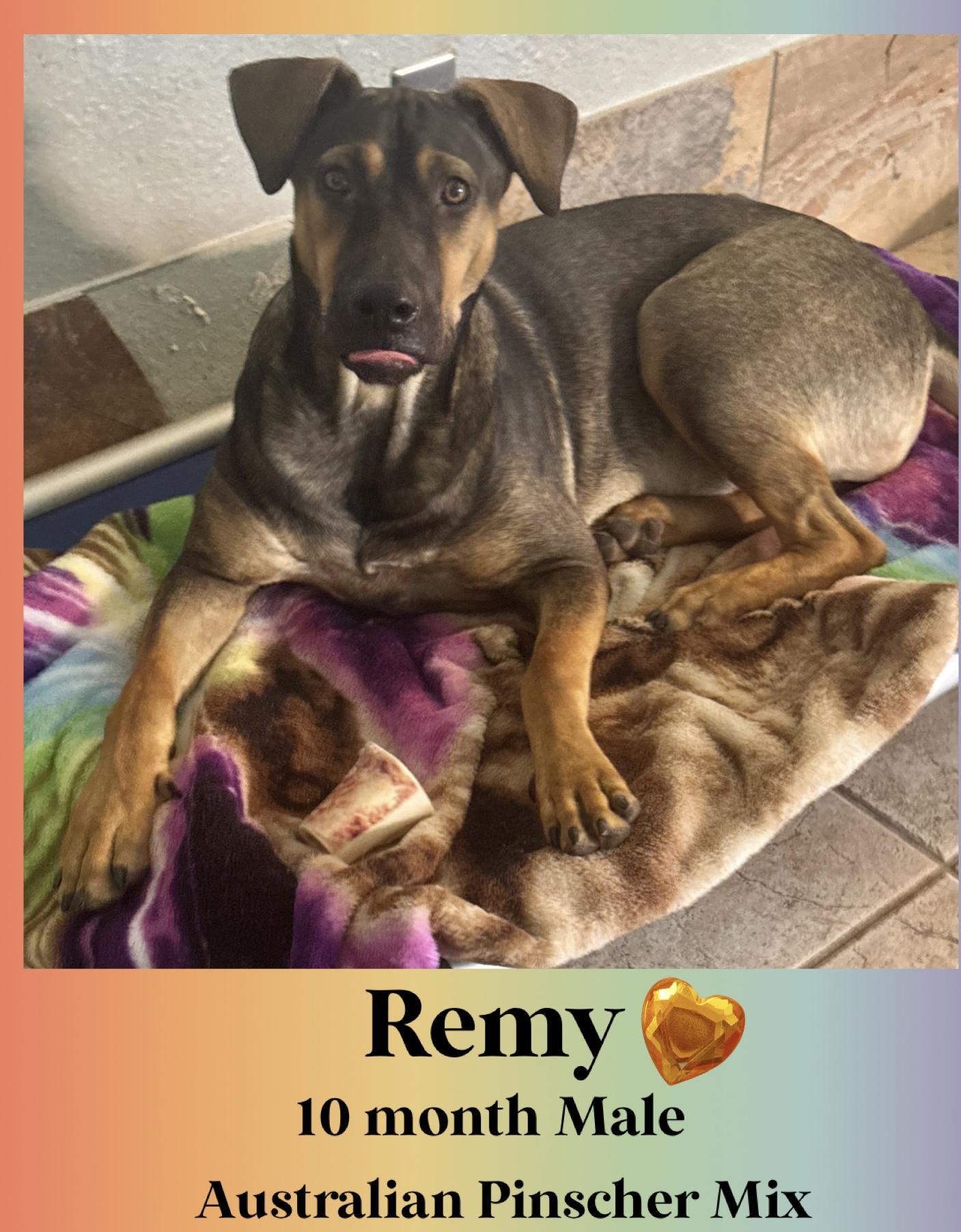 REMY – 10 MONTH AUSTRALIAN PINSCHER MALE@PETCO, 5011 E. RAY ROAD, PHX 85044 ON FRI & SAT, JULY 4 & 5