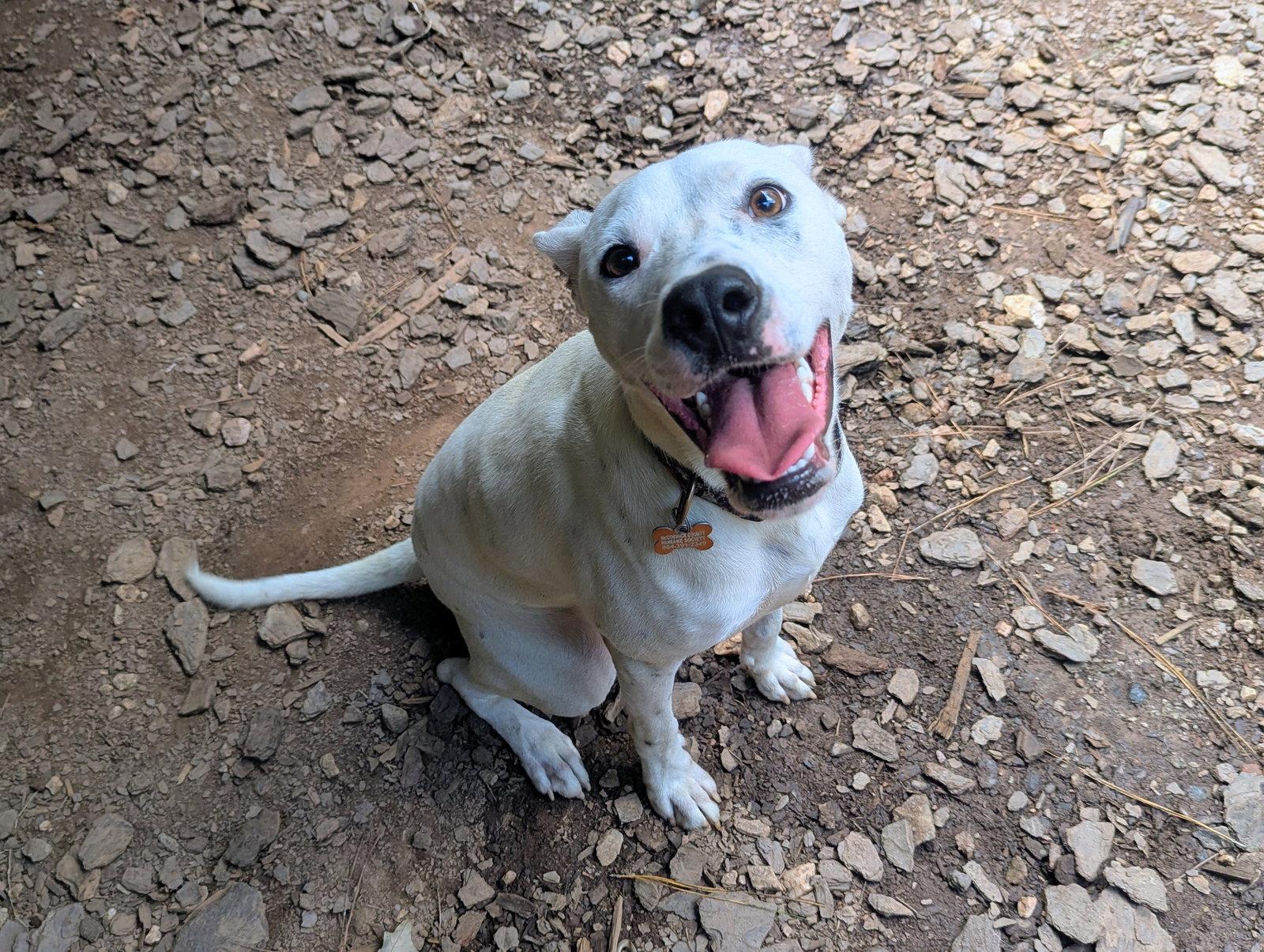 Snowball, Adoptable, Young Male Mixed Breed.