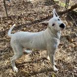 Enlarge Snowball, a Adoptable Mixed Breed in Mc Cormick, SC image 2/3