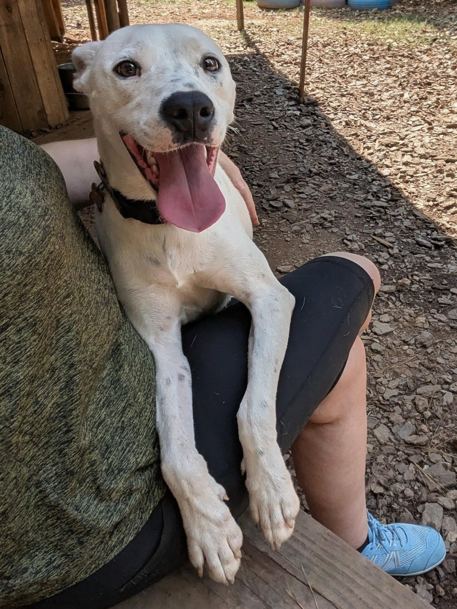 Enlarge Snowball, a Adoptable Mixed Breed in Mc Cormick, SC image 3/3