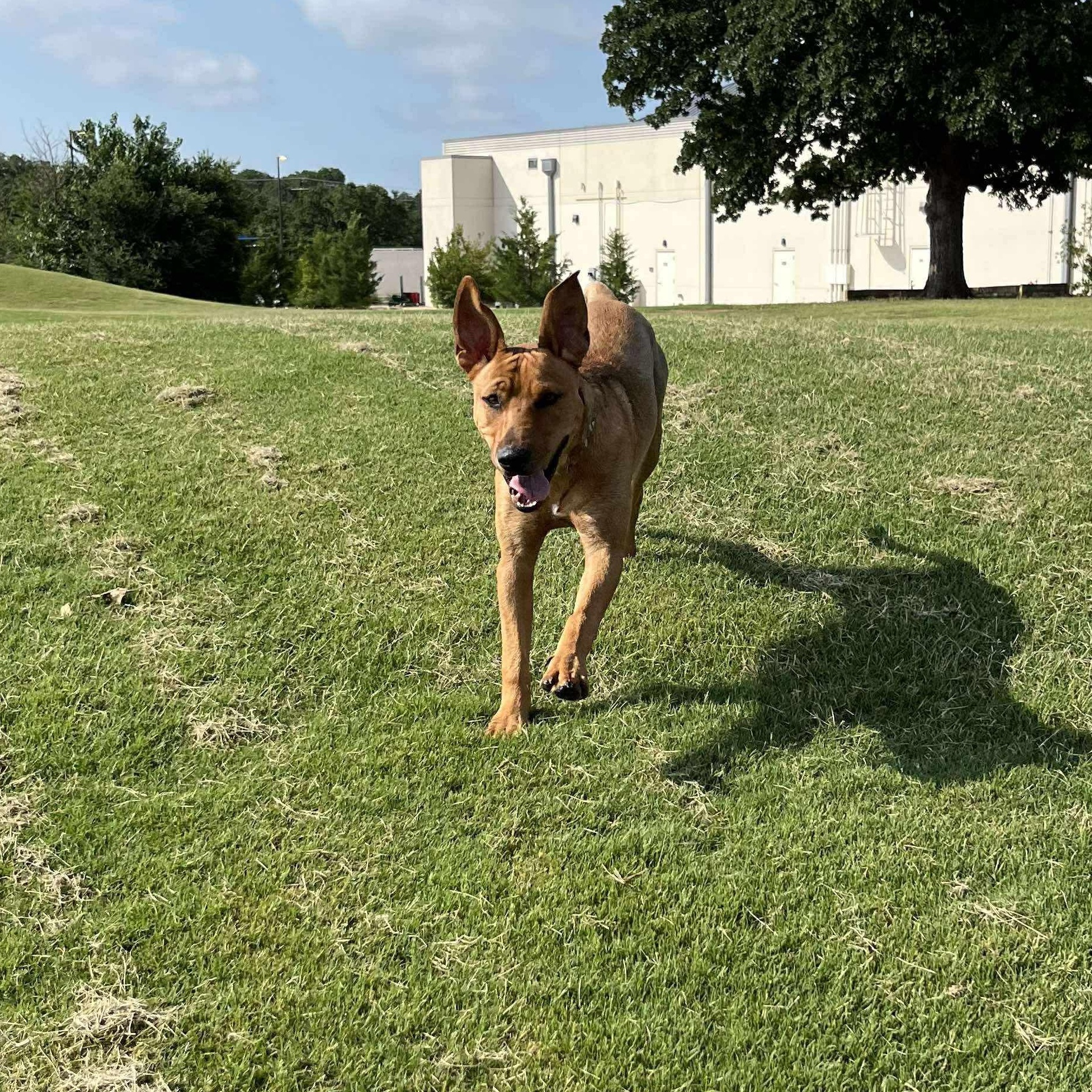 Ujo, a Adoptable mixed breed in Justin, TX image 3/4