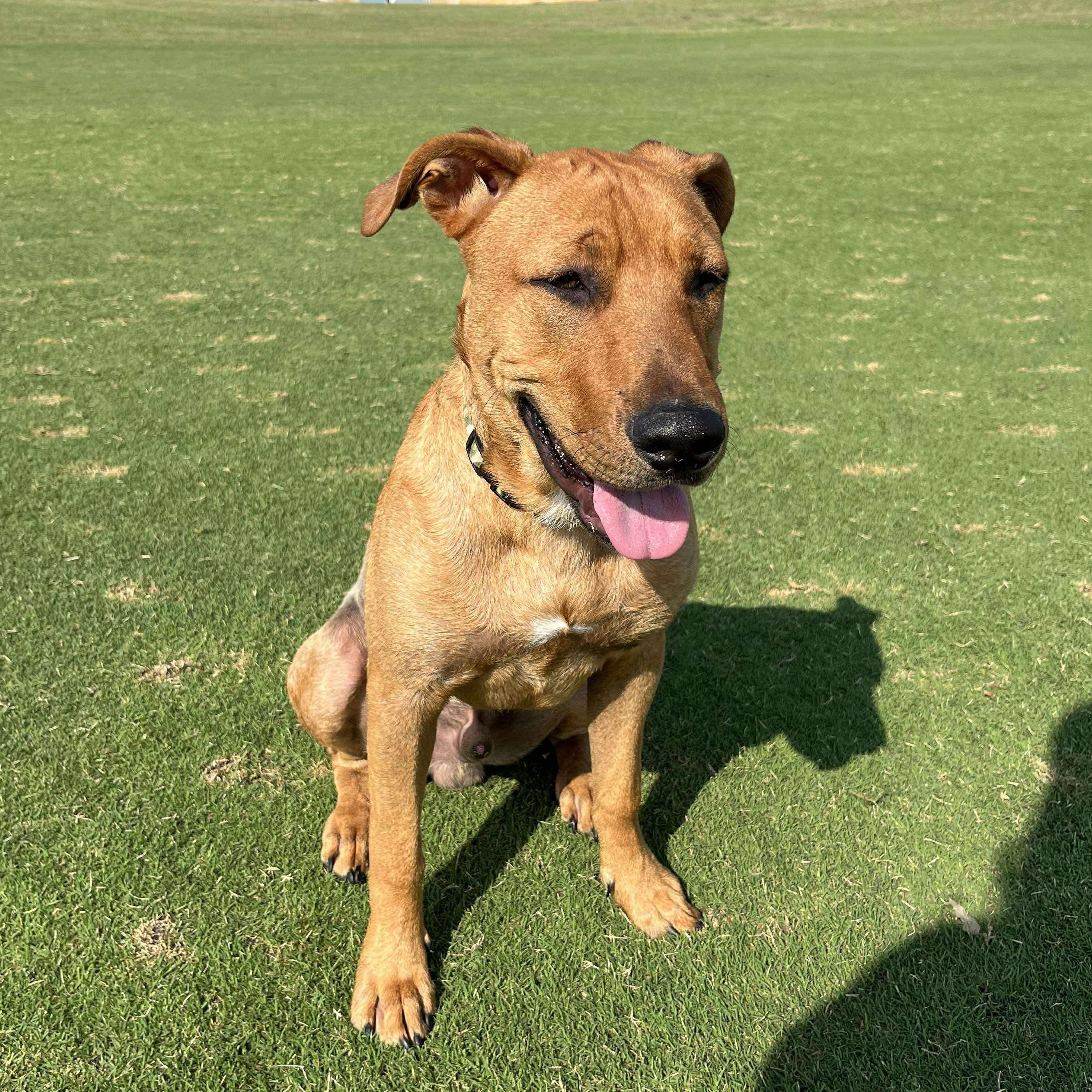 Ujo, a Adoptable mixed breed in Justin, TX image 1/4