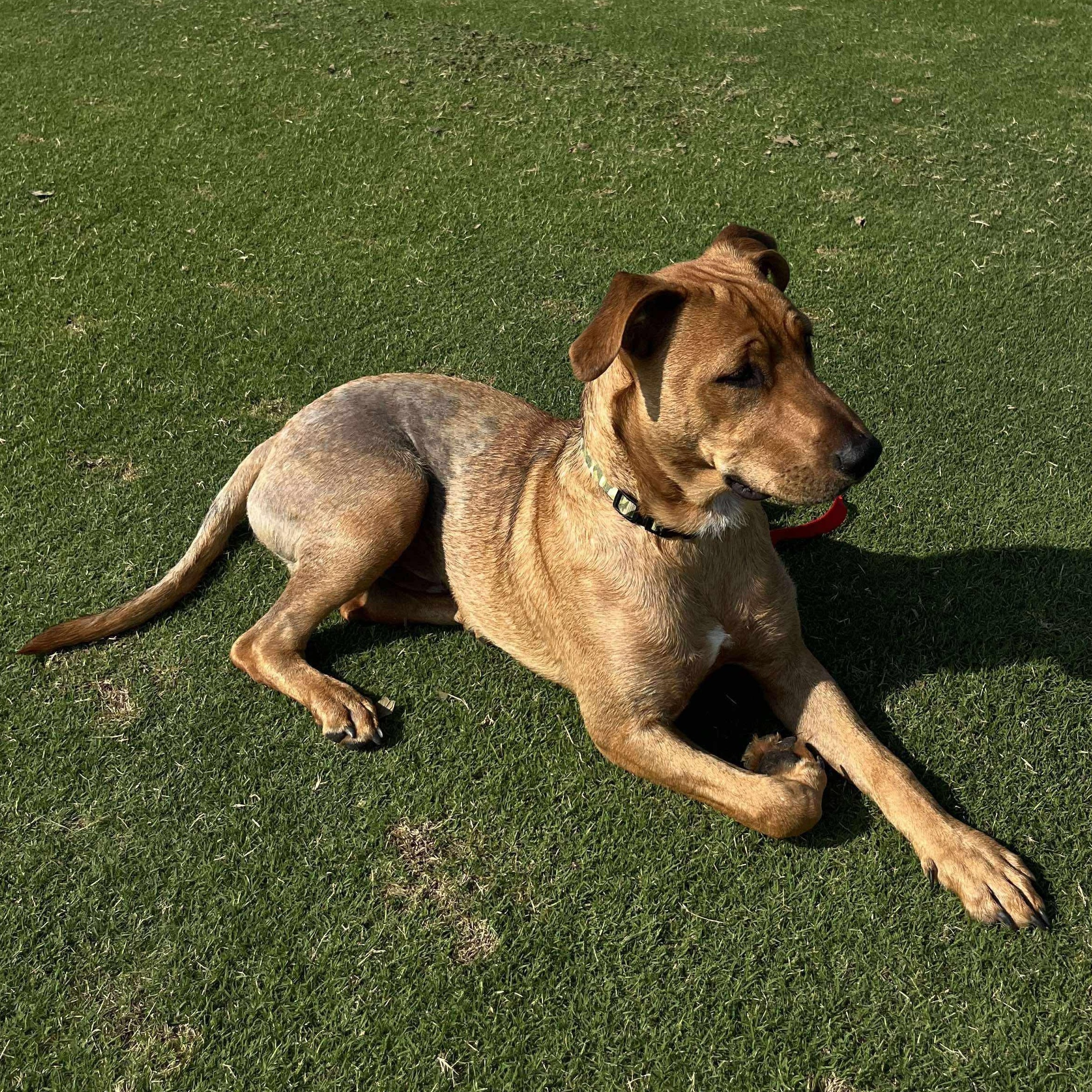 Ujo, a Adoptable mixed breed in Justin, TX image 2/4