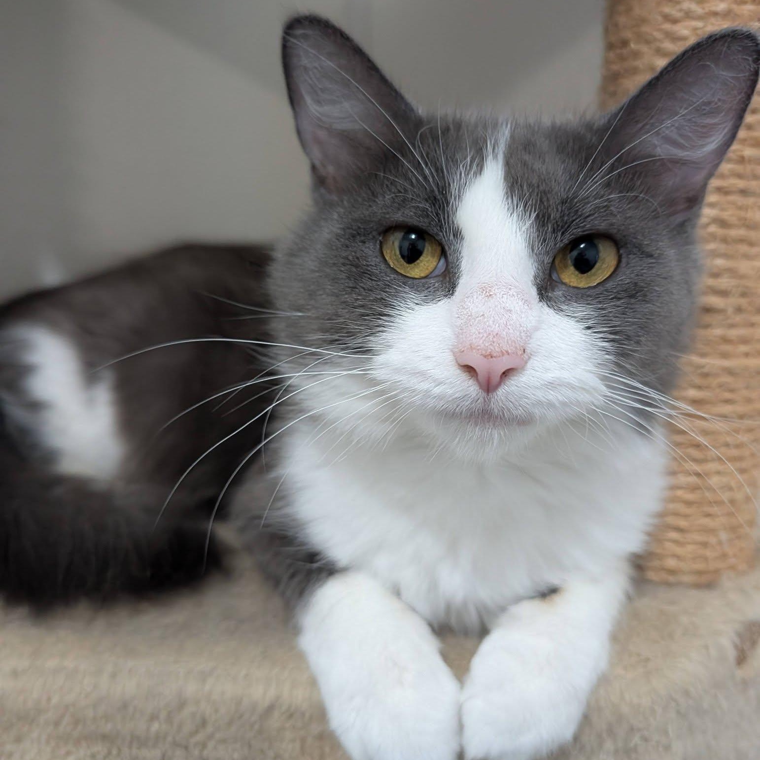 Enlarge Maple, a Adoptable Domestic Medium Hair in Manistique, MI image 1/4