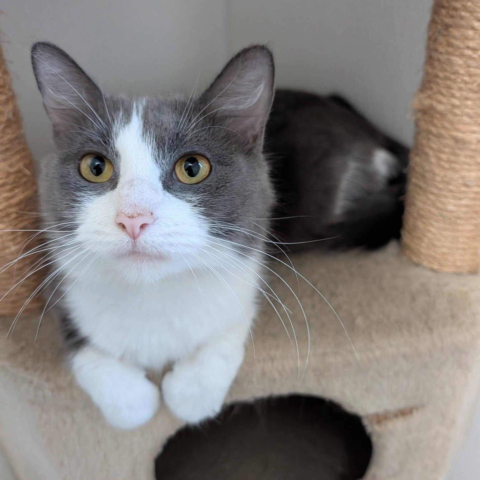 Enlarge Maple, a Adoptable Domestic Medium Hair in Manistique, MI image 4/4