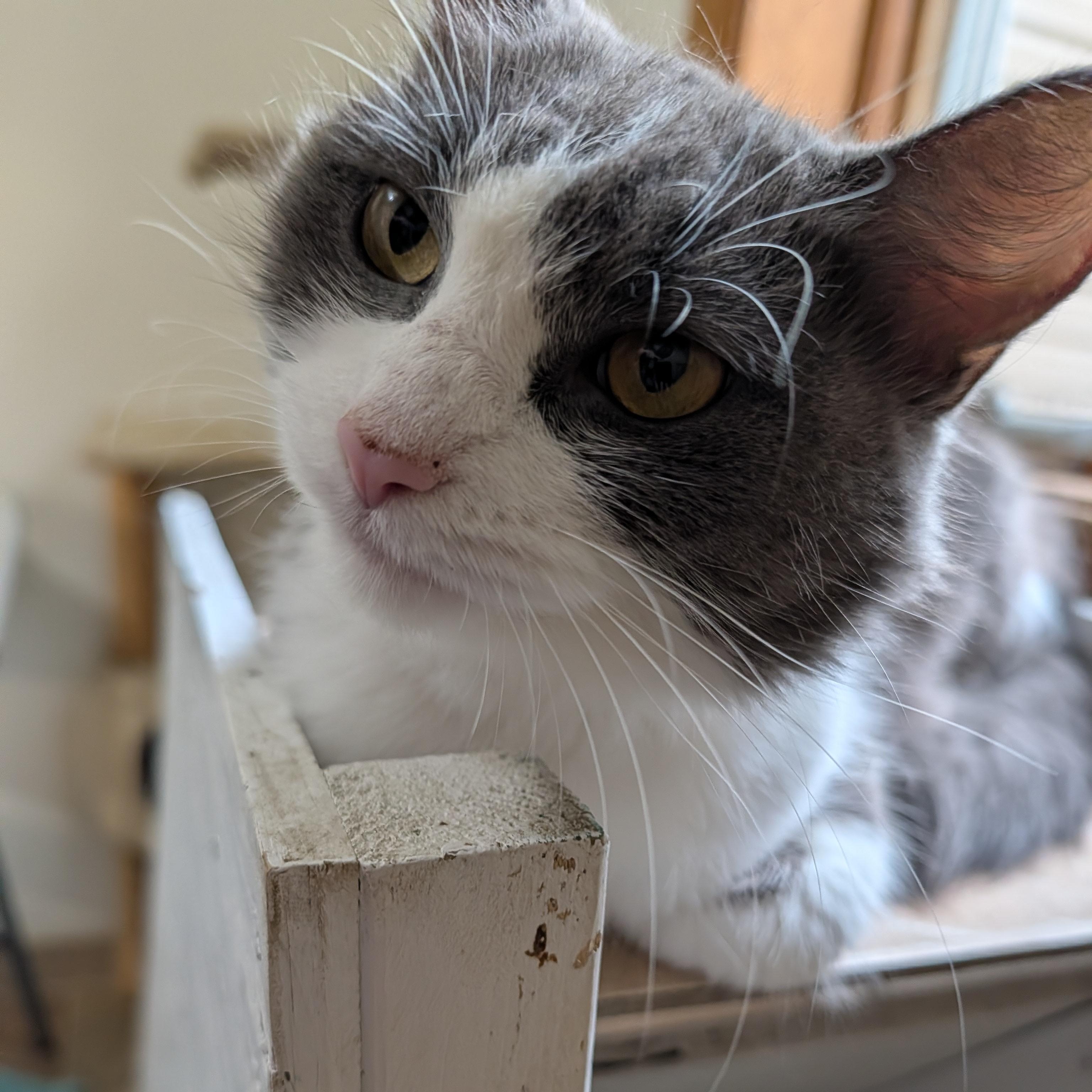 Enlarge Maple, a Adoptable Domestic Medium Hair in Manistique, MI image 3/4