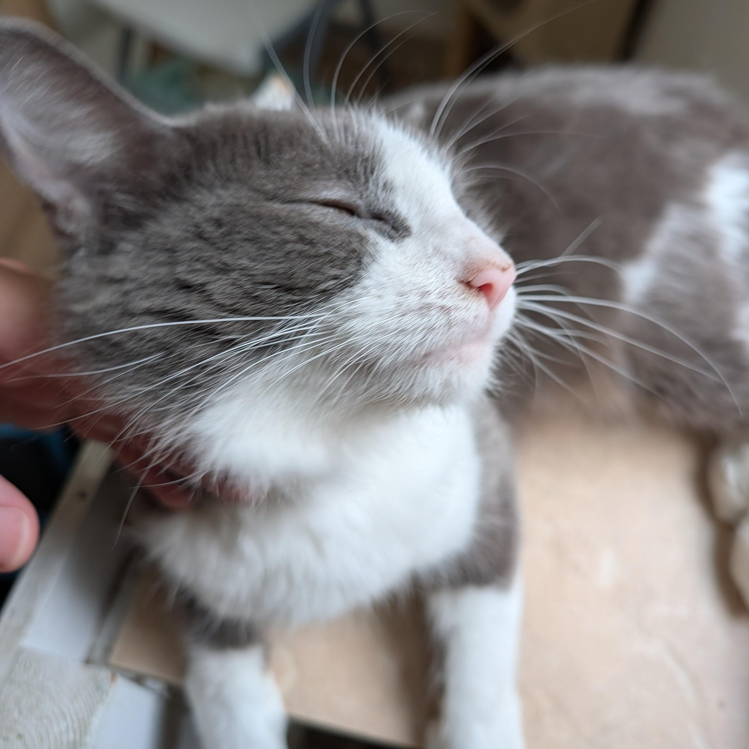 Enlarge Maple, a Adoptable Domestic Medium Hair in Manistique, MI image 2/4