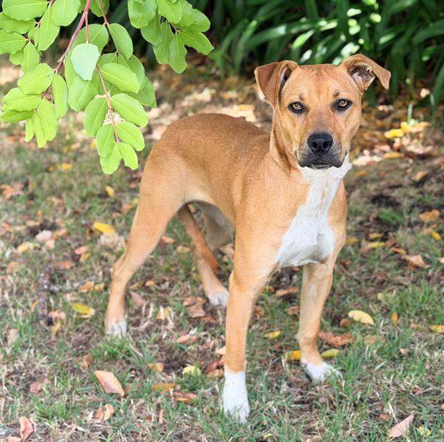 Enlarge MILA, a Adoptable Pit Bull Terrier in Fairfield, CA image 1/1