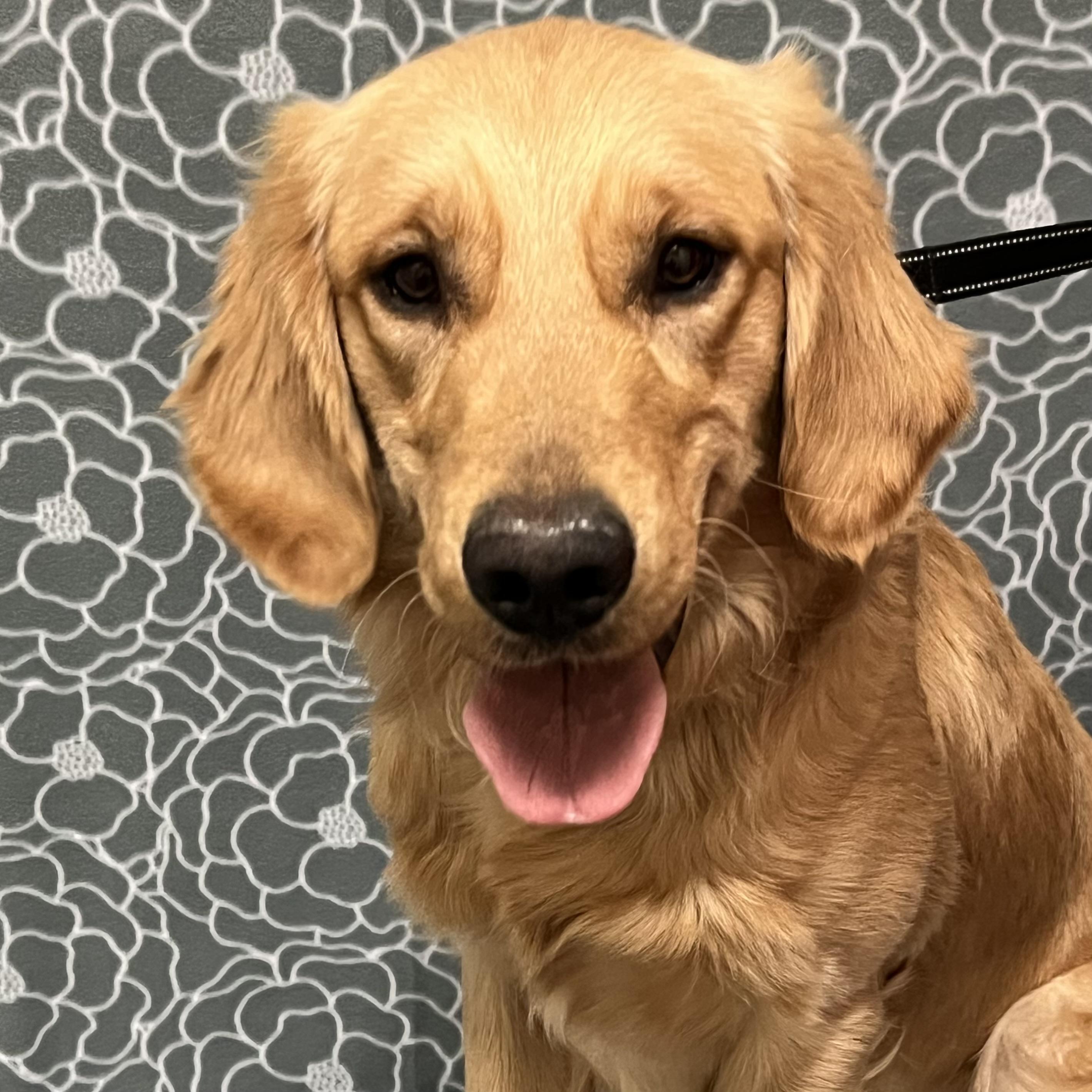 Maverick, adopted, Adult Male Golden Retriever.