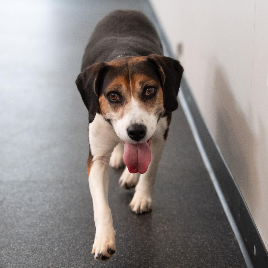 Enlarge Pinecone, a Adoptable Beagle in Kennebunk, ME image 1/6