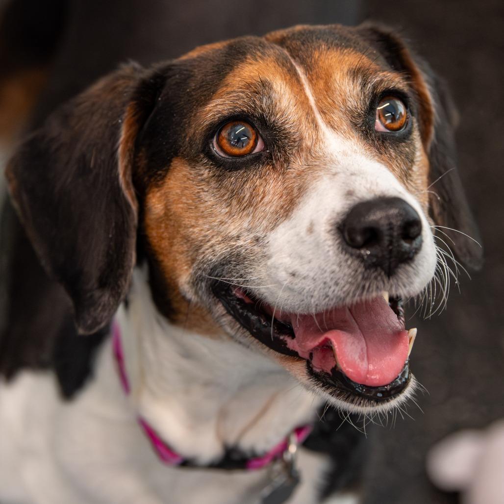 Enlarge Pinecone, a Adoptable Beagle in Kennebunk, ME image 2/6
