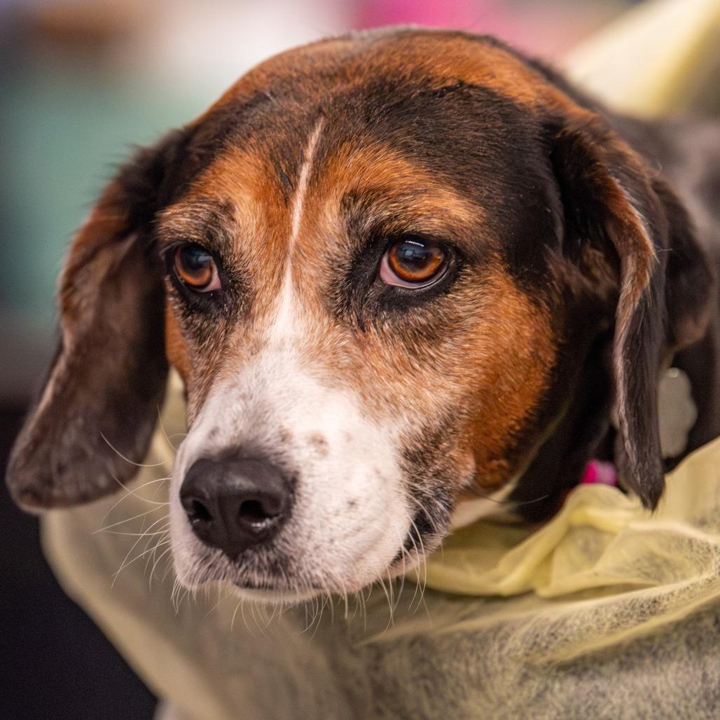 Enlarge Pinecone, a Adoptable Beagle in Kennebunk, ME image 3/6